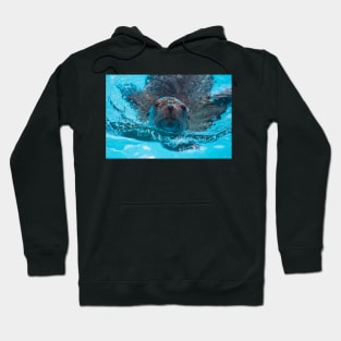 Sea Lion Love Hoodie